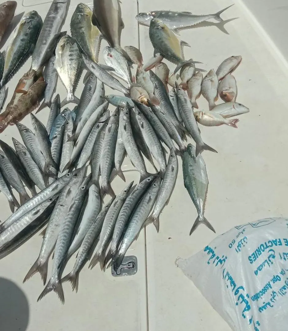 Dubai Fishing Trip 5 Hours